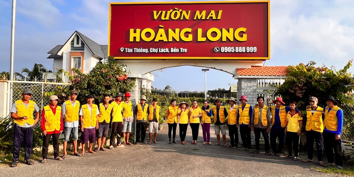 phương pháp chọn hoa mai đẹp, nhiều lộc đón Tết