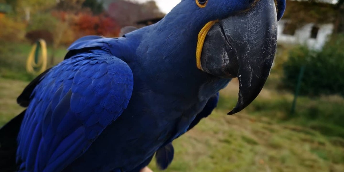 What's The Current Job Market For Cleo Female Macaws For Sale Professionals?